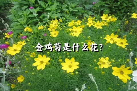 金鸡菊是什么花？