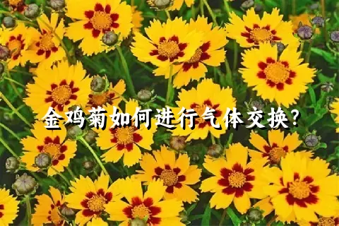 金鸡菊如何进行气体交换？