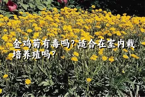 金鸡菊有毒吗？适合在室内栽培养殖吗？