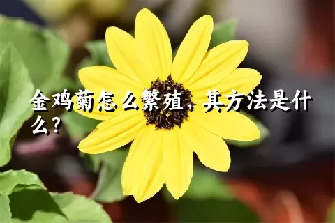 金鸡菊怎么繁殖，其方法是什么？