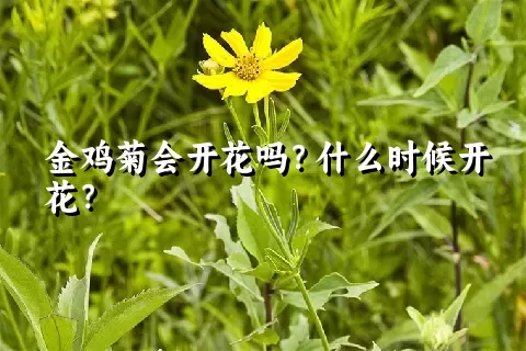 金鸡菊会开花吗？什么时候开花？