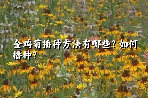 金鸡菊播种方法有哪些？如何播种？