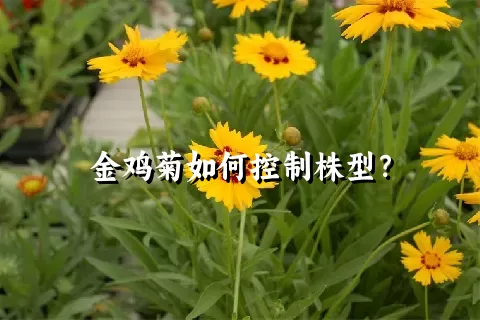 金鸡菊如何控制株型？