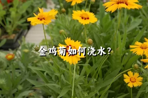 金鸡菊如何浇水？