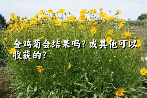 金鸡菊会结果吗？或其他可以收获的？