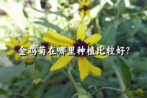 金鸡菊在哪里种植比较好？