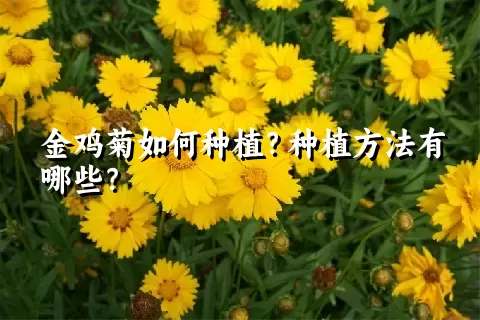 金鸡菊如何种植？种植方法有哪些？