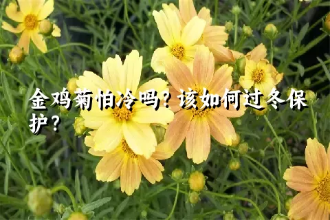 金鸡菊怕冷吗？该如何过冬保护？