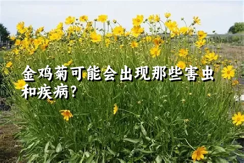 金鸡菊可能会出现那些害虫和疾病？