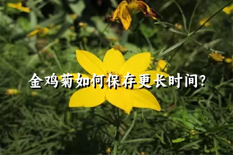 金鸡菊如何保存更长时间？