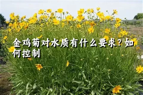 金鸡菊对水质有什么要求？如何控制