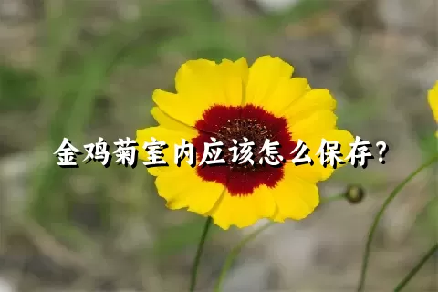 金鸡菊室内应该怎么保存？