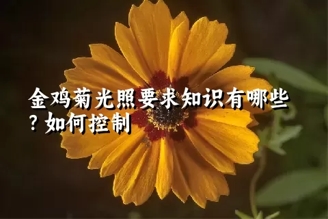 金鸡菊光照要求知识有哪些？如何控制