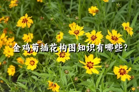 金鸡菊插花构图知识有哪些？