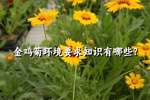 金鸡菊环境要求知识有哪些？