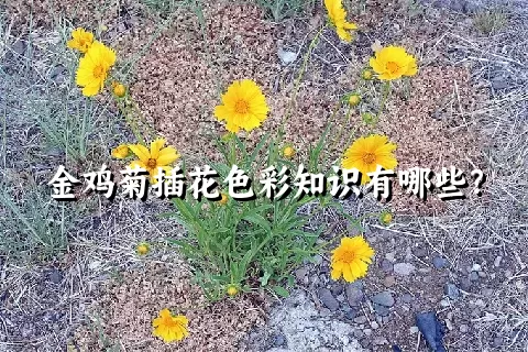 金鸡菊插花色彩知识有哪些？