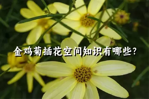 金鸡菊插花空间知识有哪些？