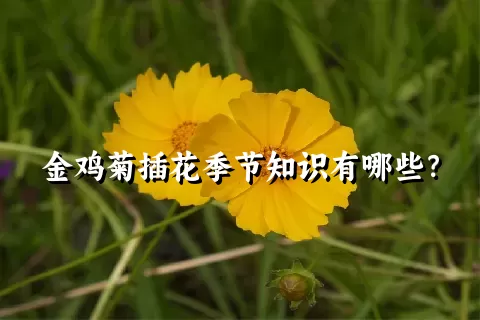 金鸡菊插花季节知识有哪些？