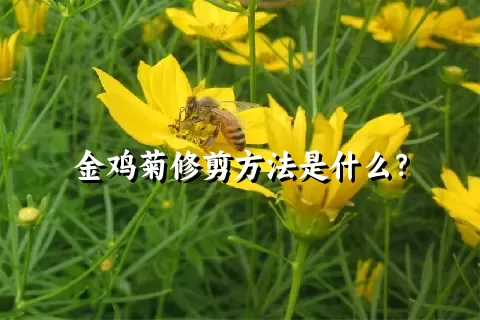 金鸡菊修剪方法是什么？