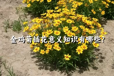 金鸡菊插花意义知识有哪些？