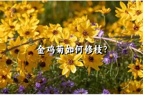 金鸡菊如何修枝？