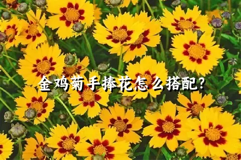 金鸡菊手捧花怎么搭配？