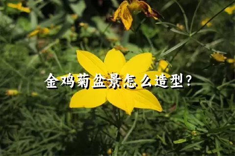 金鸡菊盆景怎么造型？