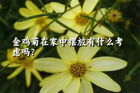 金鸡菊在家中摆放有什么考虑吗？