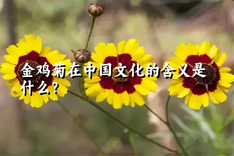 金鸡菊在中国文化的含义是什么？