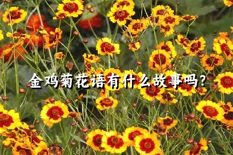 金鸡菊花语有什么故事吗？