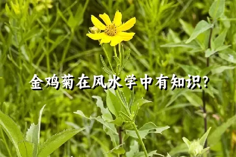 金鸡菊在风水学中有知识？