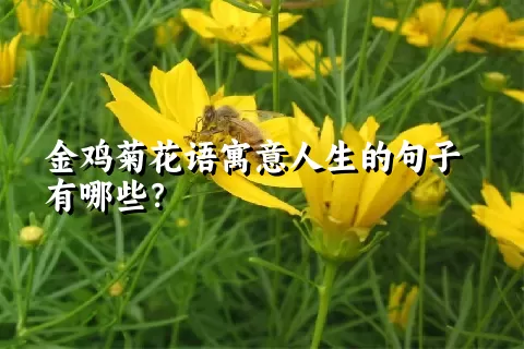 金鸡菊花语寓意人生的句子有哪些？