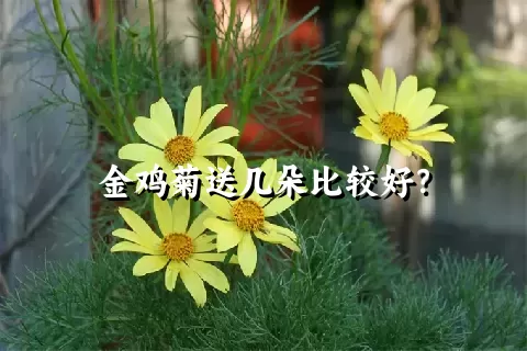 金鸡菊送几朵比较好？