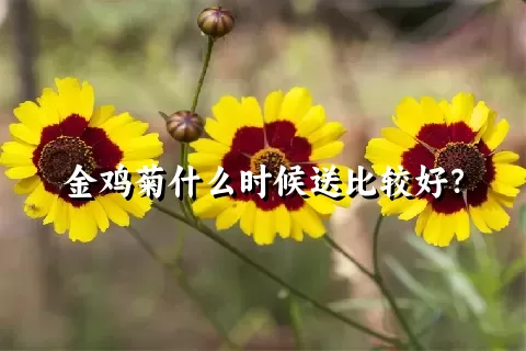 金鸡菊什么时候送比较好？