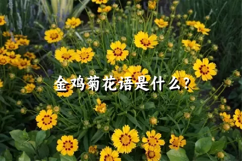 金鸡菊花语是什么？