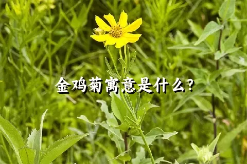 金鸡菊寓意是什么？