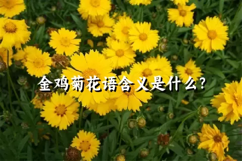 金鸡菊花语含义是什么？