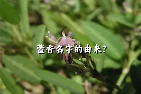 藿香名字的由来？