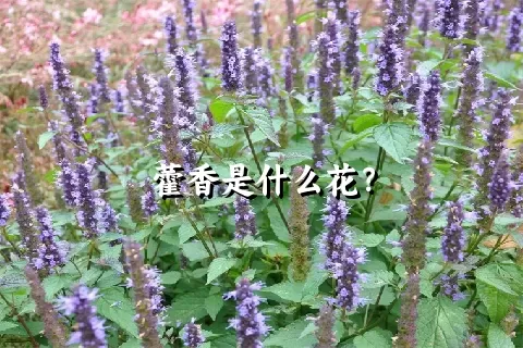 藿香是什么花？