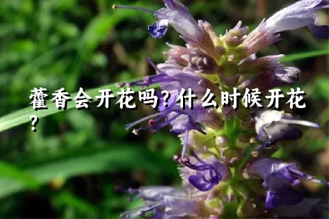 藿香会开花吗？什么时候开花？