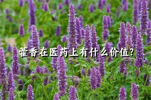 藿香在医药上有什么价值？