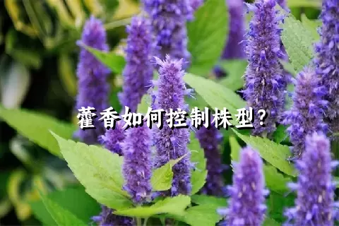 藿香如何控制株型？