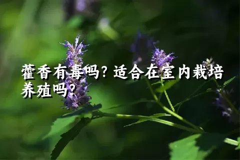 藿香有毒吗？适合在室内栽培养殖吗？