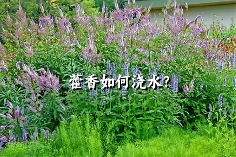 藿香如何浇水？