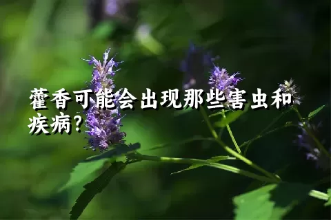 藿香可能会出现那些害虫和疾病？