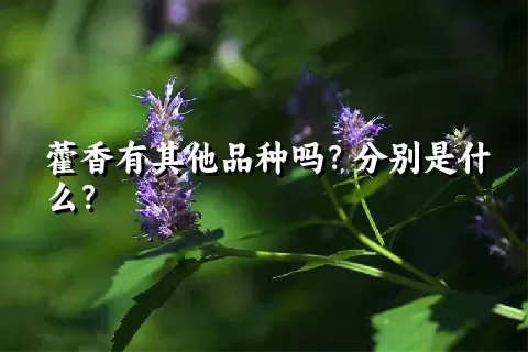 藿香有其他品种吗？分别是什么？