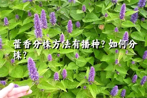 藿香分株方法有播种？如何分株？