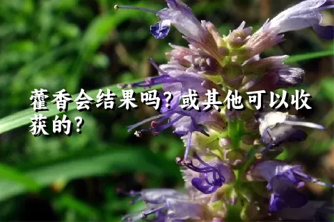 藿香会结果吗？或其他可以收获的？