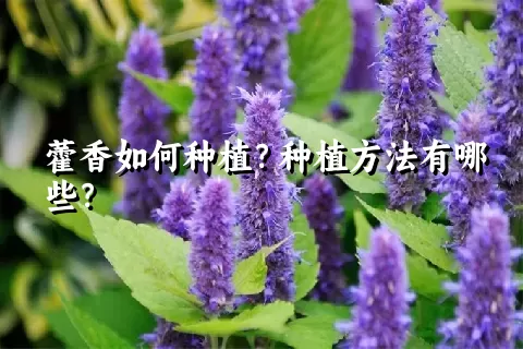 藿香如何种植？种植方法有哪些？