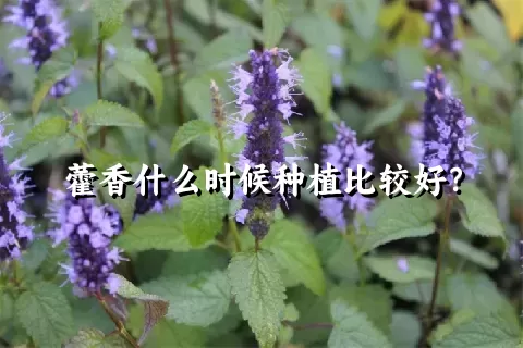 藿香什么时候种植比较好？